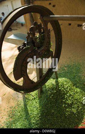 Spreu Fräser vor einem Haus, Farrukh Nagar, Gurgaon, Haryana, Indien Stockfoto