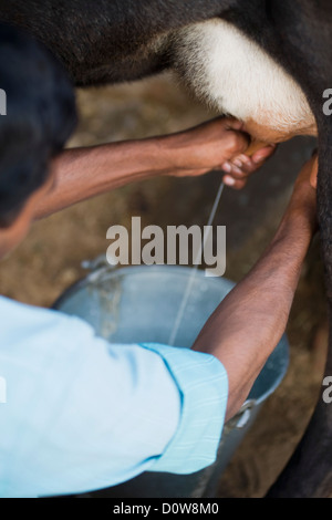 Mann, eine Kuh zu melken, Farrukh Nagar, Gurgaon, Haryana, Indien Stockfoto