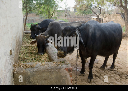 Zwei Wasserbüffel (Bubalus beispielsweise) mit einer Kuh, Hasanpur, Haryana, Indien Stockfoto