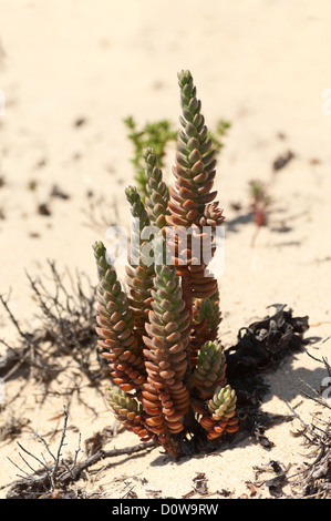 Blasse Fetthenne - Sedum Sediforme - in den Dünen von Gale Beach, Comporta, südlich von Portugal Stockfoto