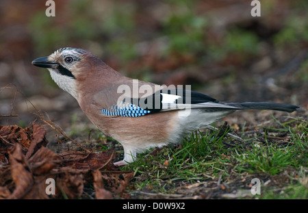 Eichelhäher im Herbstlaub Stockfoto