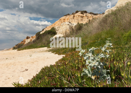 Meer-Holly - Eryngium Maritimum - umgeben von invasiven Eis Pflanze, Dünen von Gale Beach, Comporta, Portugal Stockfoto