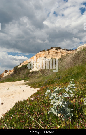 Meer-Holly - Eryngium Maritimum - umgeben von invasiven Eis Pflanze, Dünen von Gale Beach, Comporta, Portugal Stockfoto