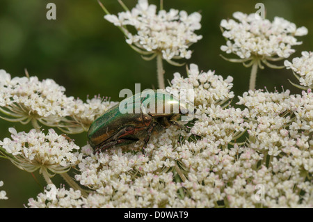Goldglänzender Rosenkäfer Cetonia Aurata, Rose Chafer Stockfoto