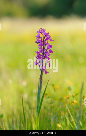 Robustes Knabenkraut, Orchis Robusta, Orchis Palustris SSP robusta Stockfoto