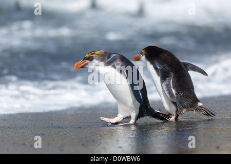 Haubenpinguin (Eudyptes Schlegeli) in Macquarie Island - Tasmanien - Australien Stockfoto