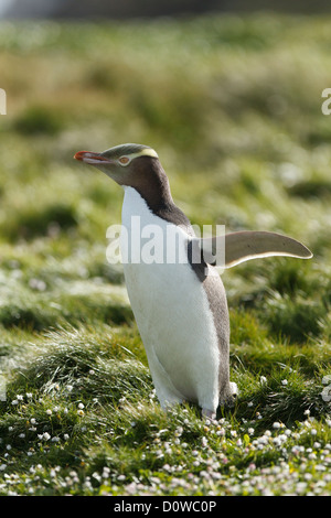 Yellow-eyed Penguin (Megadyptes Antipodes) Erwachsenen, in Auckland Island, Subantartic Inseln, Neuseeland Stockfoto