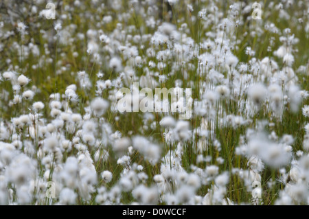 Moorlandschaft Mit Wollgras, Wollgras Stockfoto