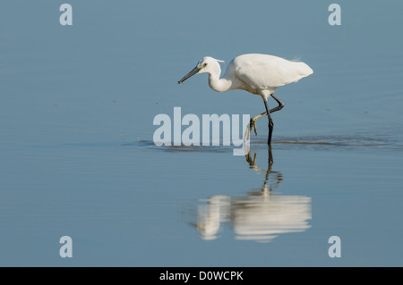 Seidenreiher, Egretta Garzetta, Seidenreiher Stockfoto