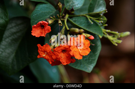 Aloe-Holz, Anacahuita, Anaconda, Geiger Baum, Cordia Sebestena, Boraginaceae. Tropisches Amerika. Stockfoto