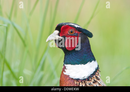 Ringhalsvögel Vogelarten Vogelkunde Wissenschaft Natur Tierwelt Umwelt Fasan Wildvögel Wildvögel Wildvögel Ringhalsvögel Stockfoto