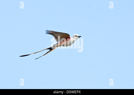 Scherenschwanz-Fliegenfänger im Flug Sitzender fliegender Vogel Vögel singvögel Ornithologie Wissenschaft Natur Tierwelt Umwelt Fliegenfänger Stockfoto