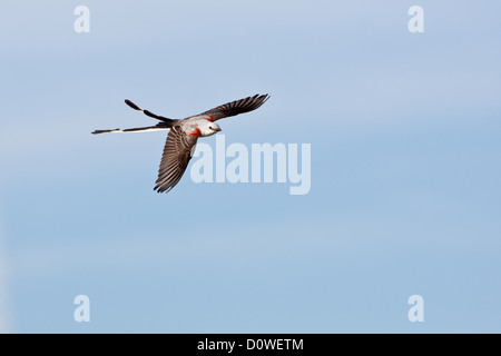 Scherenschwanz-Fliegenfänger im Flug Sitzender fliegender Vogel Vögel singvögel Ornithologie Wissenschaft Natur Tierwelt Umwelt Fliegenfänger Stockfoto