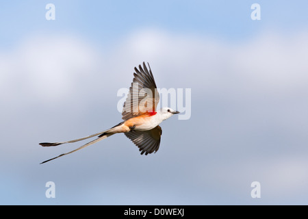 Scherenschwanz-Fliegenfänger im Flug Sitzender fliegender Vogel Vögel singvögel Ornithologie Wissenschaft Natur Tierwelt Umwelt Fliegenfänger Stockfoto