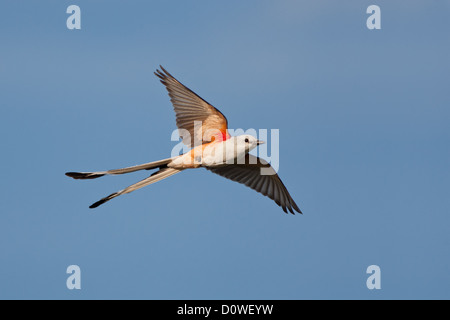 Scherenschwanz-Fliegenfänger im Flug Sitzender fliegender Vogel Vögel singvögel Ornithologie Wissenschaft Natur Tierwelt Umwelt Fliegenfänger Stockfoto