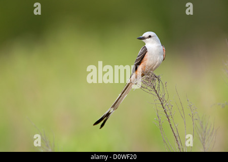 Scherenschwanz-Fänger Sitzvögel singvögel vogelgesang Vogelkunde Wissenschaft Natur Tierwelt Umwelt Fliegenfänger Stockfoto