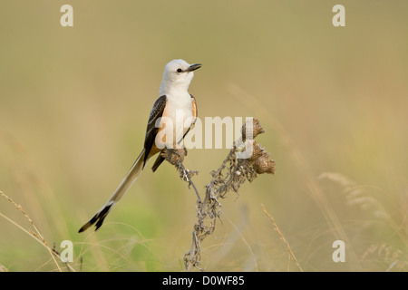 Scherenschwanz-Fänger Sitzvögel singvögel vogelgesang Vogelkunde Wissenschaft Natur Tierwelt Umwelt Fliegenfänger Stockfoto