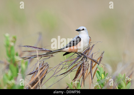 Scherenschwanz-Fänger Sitzvögel singvögel vogelgesang Vogelkunde Wissenschaft Natur Tierwelt Umwelt Fliegenfänger Stockfoto