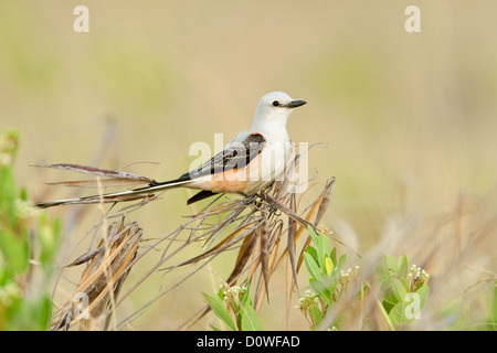 Scherenschwanz-Fänger Sitzvögel singvögel vogelgesang Vogelkunde Wissenschaft Natur Tierwelt Umwelt Fliegenfänger Stockfoto