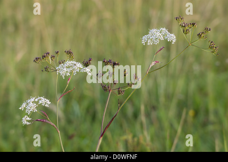 Burnet Steinbrech Pimpinella saxifraga Stockfoto