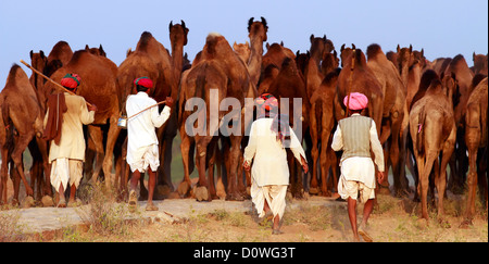 Kamelherder mit seinem Viehbestand während der Pushkar-Kamelmesse, Rajasthan, Indien Stockfoto