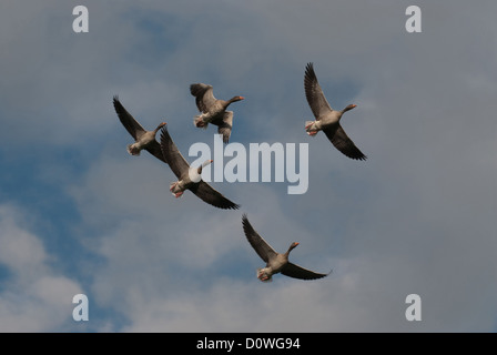 Graugänse fliegen overhead Stockfoto