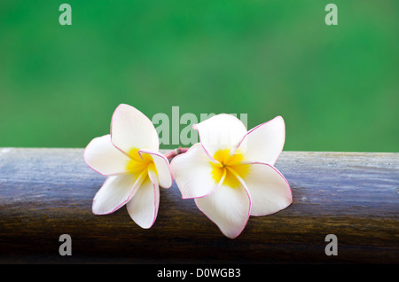 Rosa Frangipani Blumen auf grünem Hintergrund Stockfoto