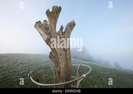 Glastonbury Tor und die Überreste der belästigten Heilige Dornenbaum, auf dem Wearyall Hill, an einem kalten frostigen nebligen Morgen. Hundebesitzer Stockfoto