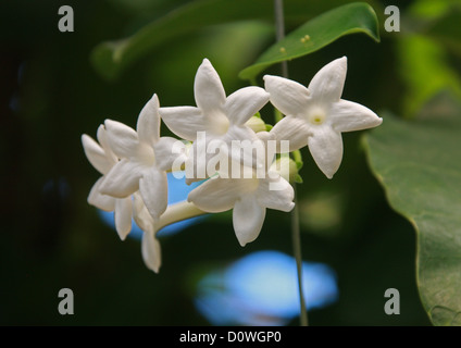 Madagaskar Jasmin, Waxflower, Hawaiian Hochzeit Blume, Stephanotis Floribunda, Lobelia. Madagaskar, Afrika. Stockfoto