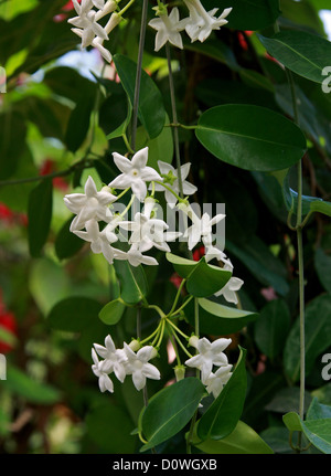 Madagaskar Jasmin, Waxflower, Hawaiian Hochzeit Blume, Stephanotis Floribunda, Lobelia. Madagaskar, Afrika. Stockfoto