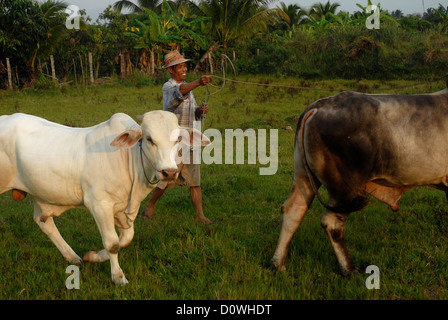 Bull, Mann, grün, Ban Pha, Phrao, Chiang Mai, Thailand, Asien