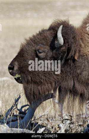 Weiblichen amerikanischen Bison Fütterung - Porträt Stockfoto