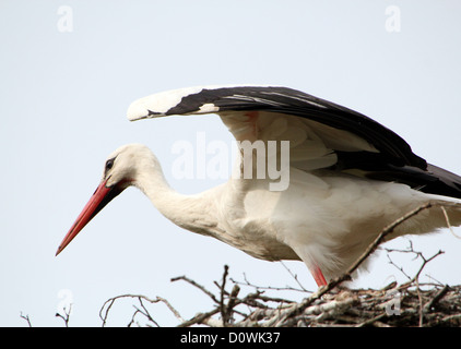 Close-up Portrait von einem Weißstorch (Ciconia Ciconia) mit geöffneten Flügeln abheben aus dem nest Stockfoto