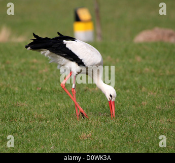 Weißstorch (Ciconia Ciconia) auf einer Wiese bei der Nahrungssuche Stockfoto
