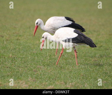 Zwei Weißstörche (Ciconia Ciconia) zusammen auf einer Wiese spazieren, während der Nahrungssuche Stockfoto
