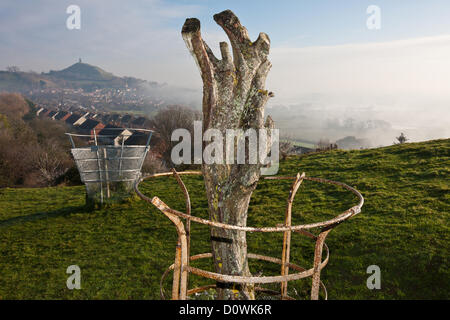 Glastonbury Tor und die Überreste der belästigten Heilige Dornenbaum, auf dem Wearyall Hill, an einem kalten frostigen nebligen Morgen. Hundebesitzer Stockfoto