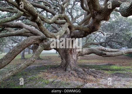 Coastal Live Oak, Goose Island State Park, Küstennebel. Stockfoto