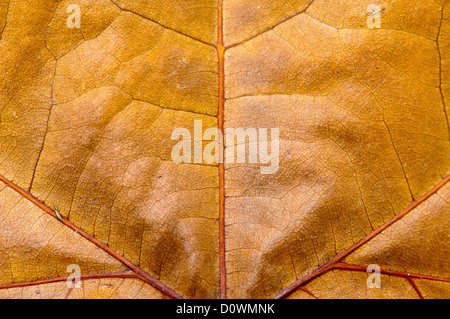 Makro-Ansicht auf strukturierte Herbst braune Blatt Stockfoto