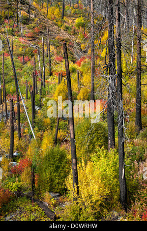 Waldbrand verbrannt Bereich Tumwater Canyon, Okanogan-Wenatchee National Forest, Cascade Mountains, Washington. Stockfoto