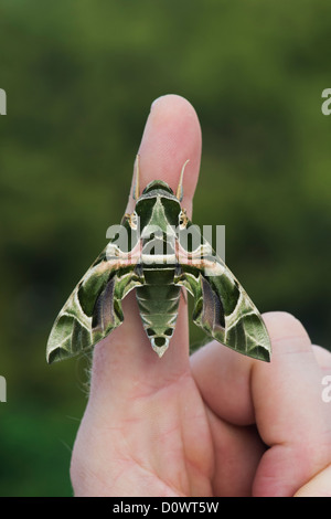 Daphnis Nerii. Oleander Hawk Moth auf mans finger Stockfoto