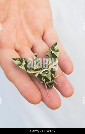 Daphnis Nerii. Oleander Hawk Moth auf mans hand Stockfoto
