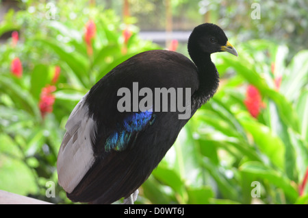 Blass-winged Trompeter im Amazonas-Regenwald, Madre De Dios, Peru Stockfoto