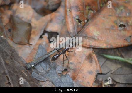 Bullet Ant Erdgeschoss in der Region Madre De Dios des peruanischen Amazonas Dschungel Stockfoto