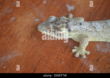 Eidechse auf dem Deck in einer Dschungel-Lodge in der Region Madre De Dios des peruanischen Amazonas Verlegung. Stockfoto