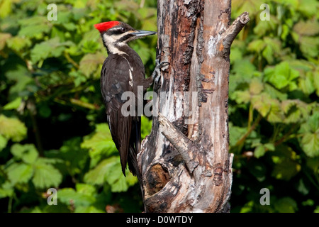 Helmspecht (Dryocopus Pileatus) auf der Suche nach Bugs im toten Baumstamm in Nanaimo, Vancouver Island, BC, Kanada im April Stockfoto