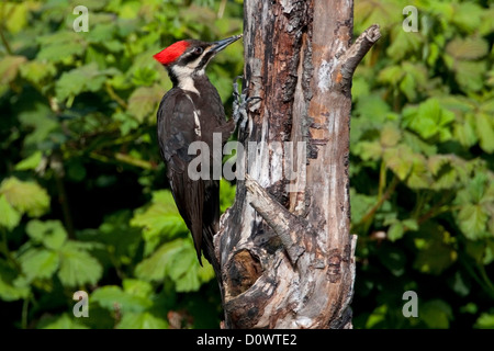 Helmspecht (Dryocopus Pileatus) auf der Suche nach Bugs im toten Baumstamm in Nanaimo, Vancouver Island, BC, Kanada im April Stockfoto