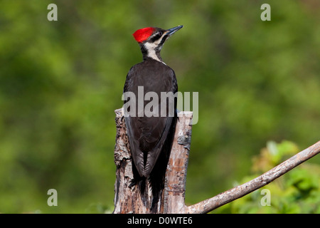 Helmspecht (Dryocopus Pileatus) von hinten thront auf einem toten Baumstamm in Nanaimo, Vancouver Island, BC, Kanada im April Stockfoto