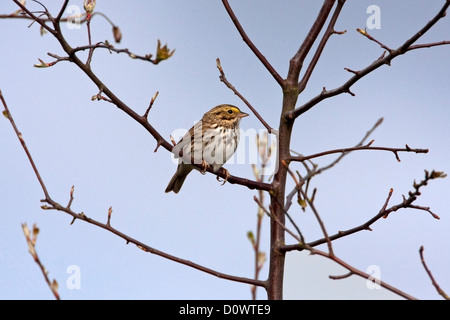 Savannah Sparrow (Passerculus Sandwichensis) thront auf einem Baum an der Mündung des Flusses Nanaimo, Vancouver Island, BC, Kanada im April Stockfoto