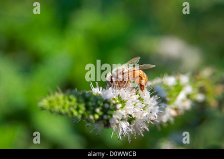 Biene sammelt Nektar aus Minze Blume Stockfoto