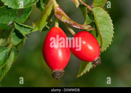 Hagebutten-Früchte der Heckenrose (Rosa Canina), Familie der Rosengewächse (Rosengewächse), Elsass, Frankreich Stockfoto